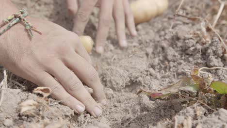 a man hands enjoy harvesting a ripe potatoes on the farm field - close up shot