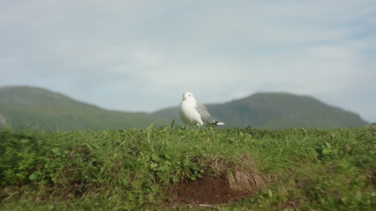 прекрасный крупный план чайки, сидящей в траве на фоне норвежского фьорда в тромах?