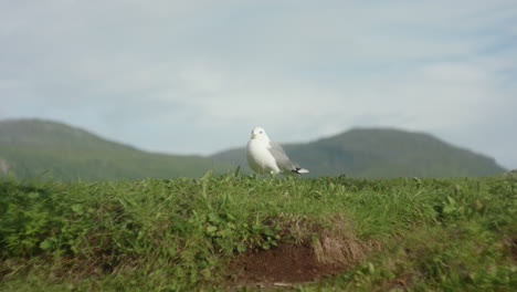 beautiful close-up of a sea gull sitting in the grass with a background of a norwegian fjord in troms?