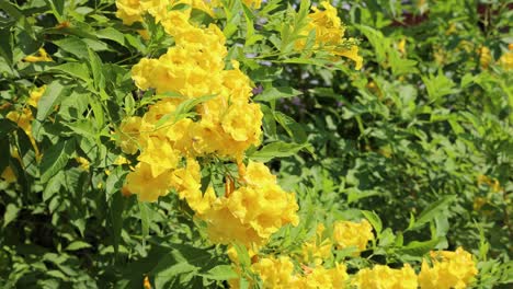 vibrant yellow flowers gently swaying in breeze