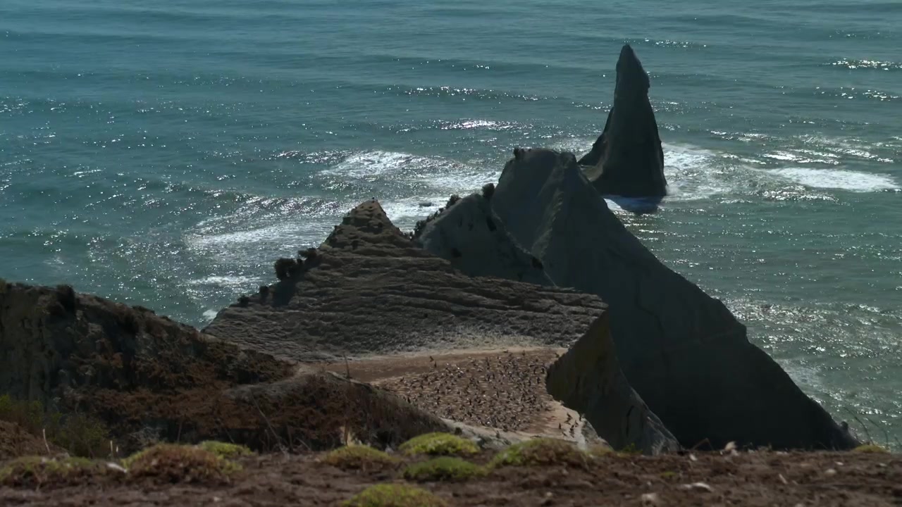 Australske suler, der reder på en klippefyldt odde ved Cape Kidnappers i Hawke's Bay, New Zealand.