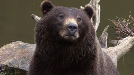 closeup of a black bear sniffing the air next to a river