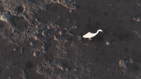 aerial view of a great egret wading through mudflats, hunting for fish during sunset in port douglas, australia