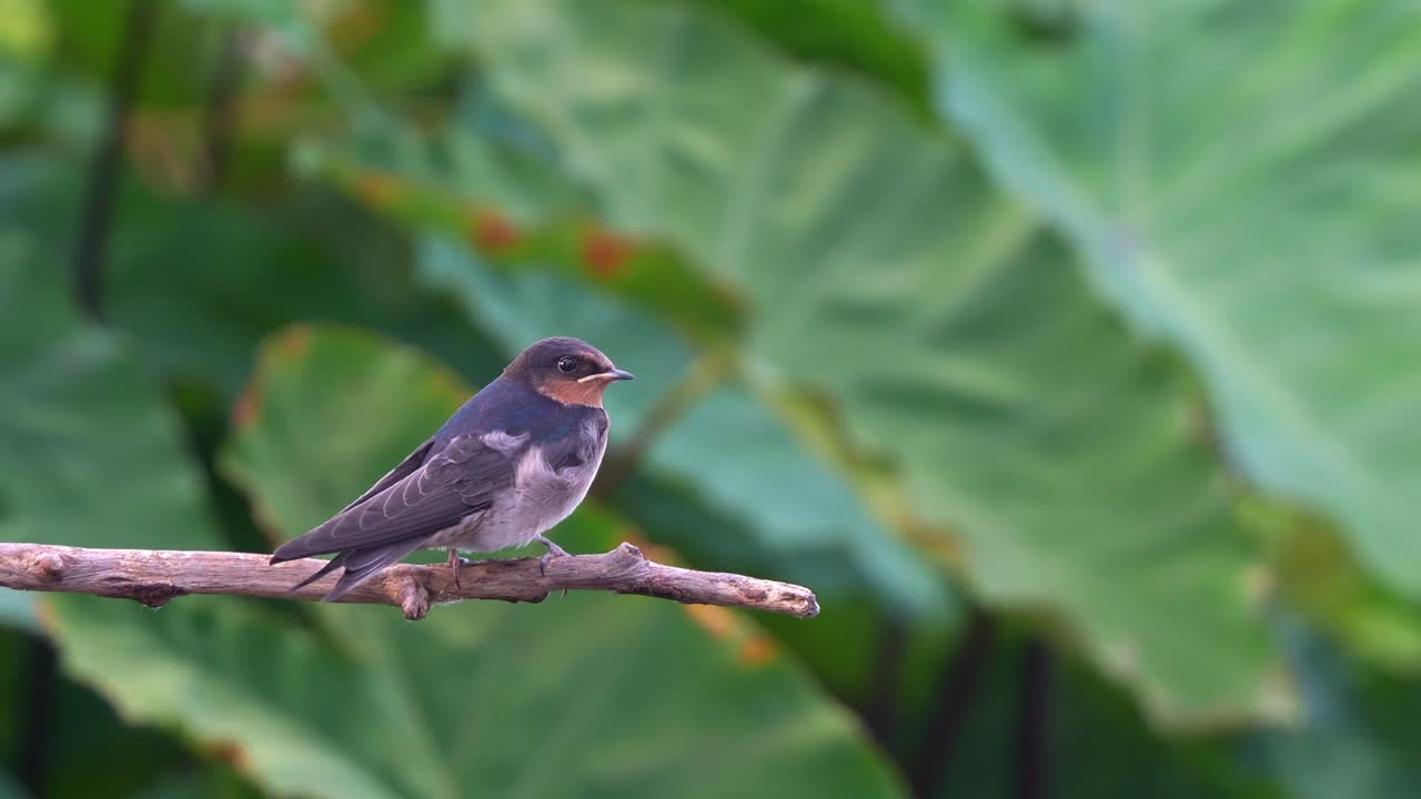 A Welcome Swallow (Hirundo neoxena) perched on a branch amidst dense, lush vegetation, close up shot