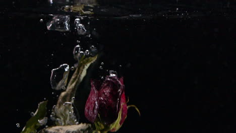 Slow-Motion-Dead-and-Wilting-Rose-Sinking-in-Water