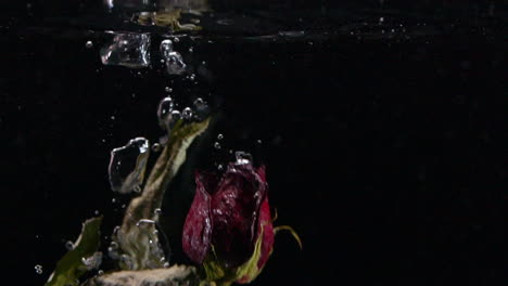 slow motion dead and wilting rose sinking in water