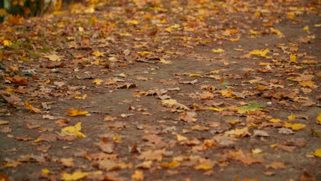 toma en ángulo bajo de una persona que monta en bicicleta en un parque de la ciudad de otoño