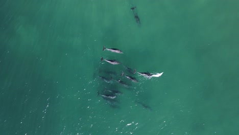 Una-Manada-De-Delfines-En-Una-Exhibición-De-Cortejo-Moviéndose-Con-El-Oleaje-Del-Océano