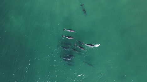 una manada de delfines en una exhibición de cortejo moviéndose con el oleaje del océano