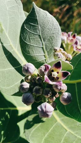 close-up of a plant with purple flowers and green leaves