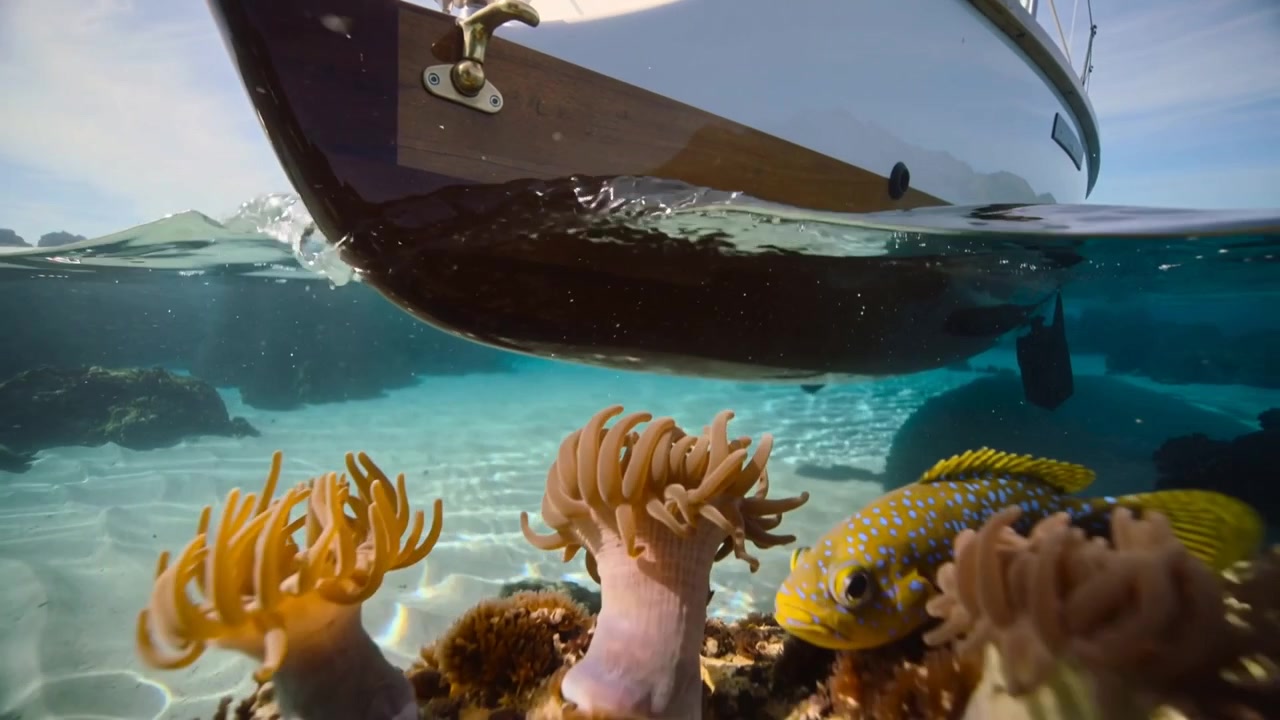 Oleaje ondulante empujando un pez amarillo con manchas azules hacia la cámara en una bahía poco profunda bajo las cáusticas del casco.