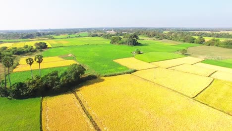 Drone-shot-moving-forward-and-downwards-in-a-rice-field-towards-a-group-of-palm-trees-and-a-water-well