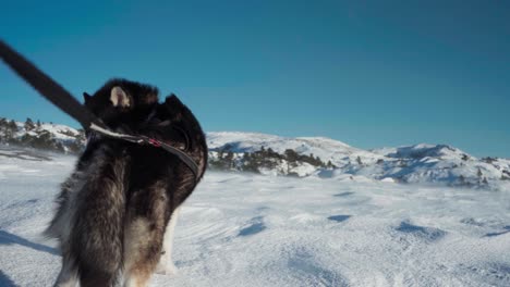 the alaskan malamute is positioned amidst the snowy scenery in bessaker, trondelag county, norway - handheld shot