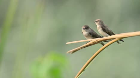 grey-throated martins side by side in calm environment