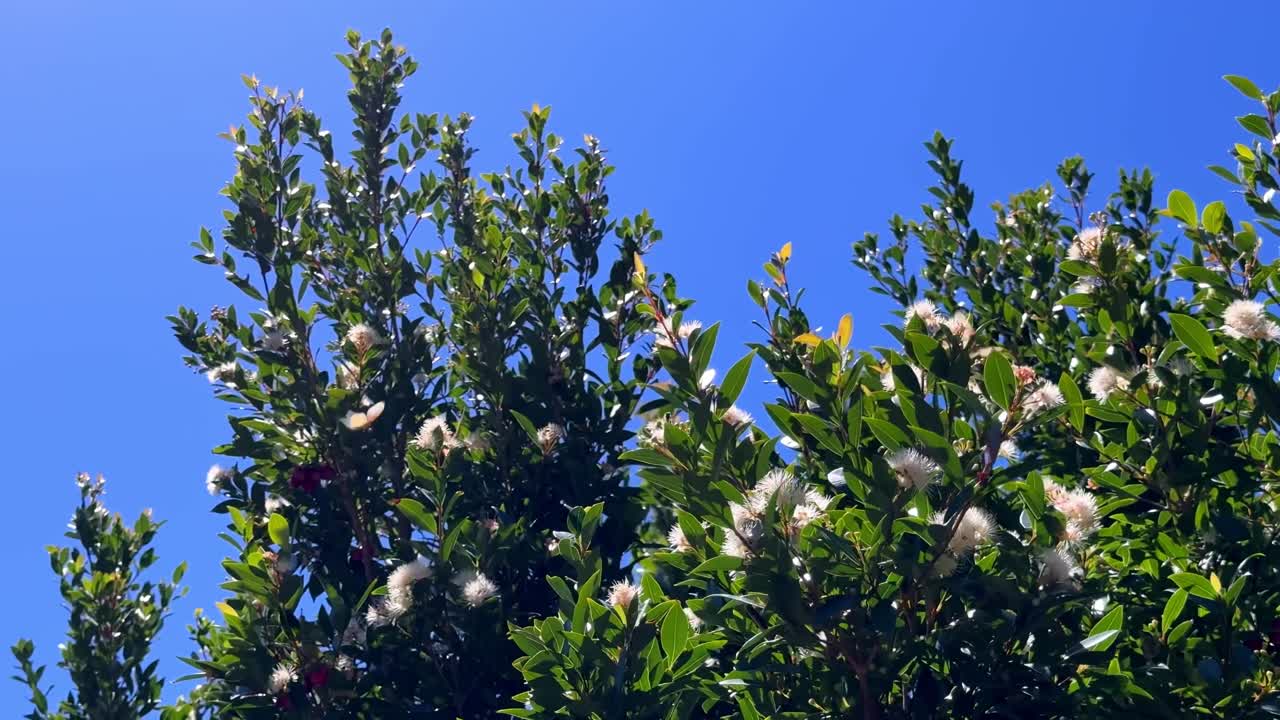 Butterfly flying around cherry bush