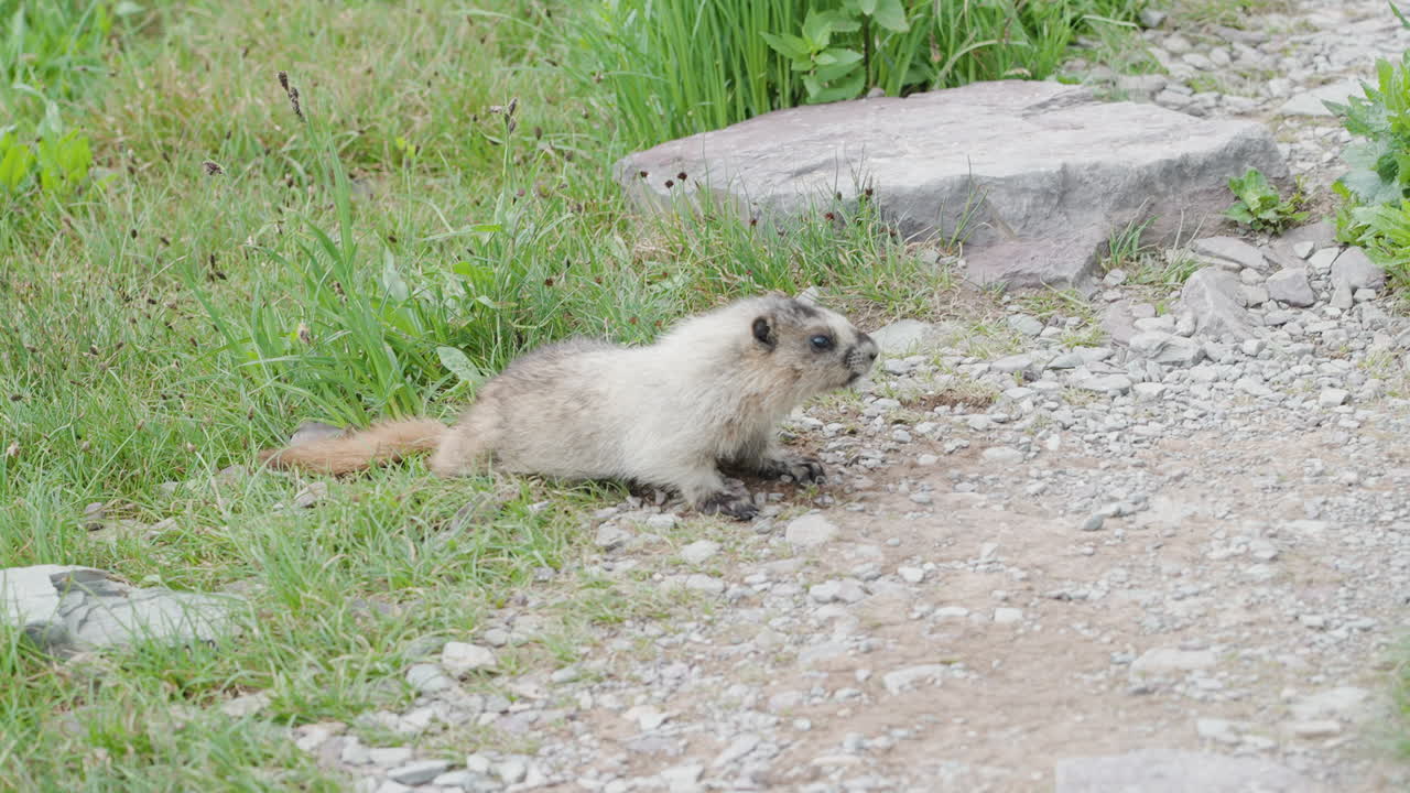 A marmot digging in the gravel along a trail at Logan Pass, Montana, USA