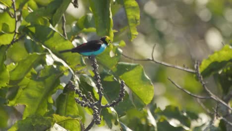 colorido paraíso tanager se posa en la rama, se va volando