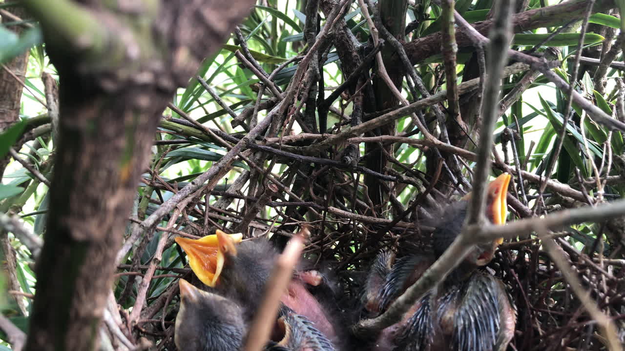 crías esperando comida de la madre pájaro en su nido en el árbol