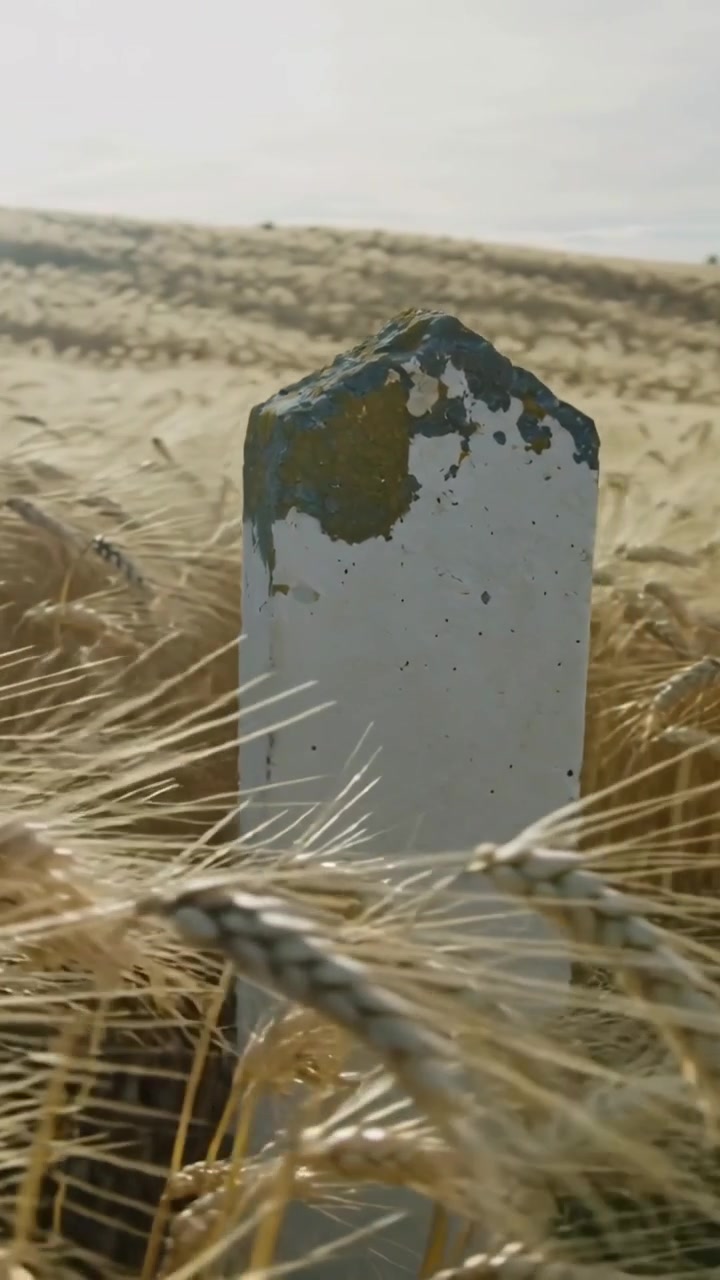 Vertical video: Wind sending wheat swaying past post in ripe field camera rising showing lichen