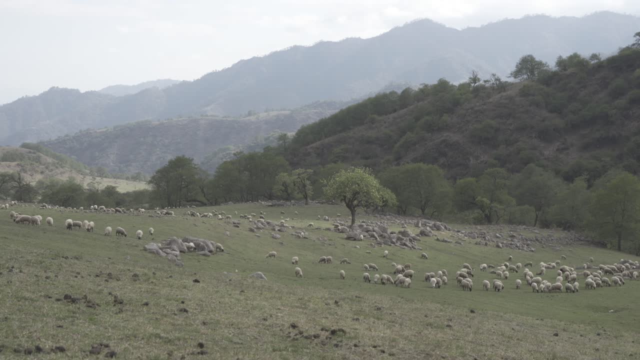 disparo en ángulo alto sobre un rebaño de ovejas pastando sobre pastizales a lo largo de la ladera de la montaña durante el día