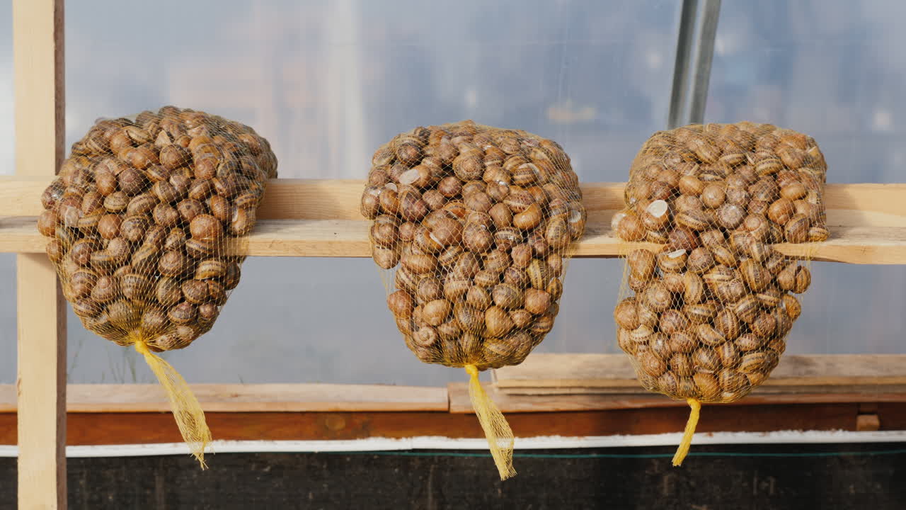 달팽이 주머니가 선반 위에 있다