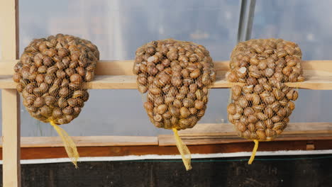 Bolsas-De-Caracoles-En-Un-Estante