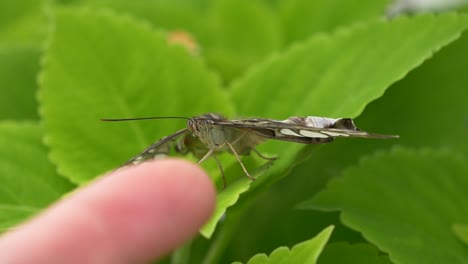 Zeitlupen-Nahaufnahme-Einer-Person,-Die-Tagsüber-Einen-Schmetterling-Mit-Dem-Finger-Berührt-–-Auf-Grünem-Blatt-Ruhend-Und-Davonfliegend-–-Makro