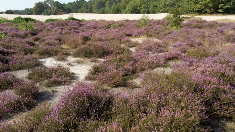 flying low over beautiful purple heaths in early autumn