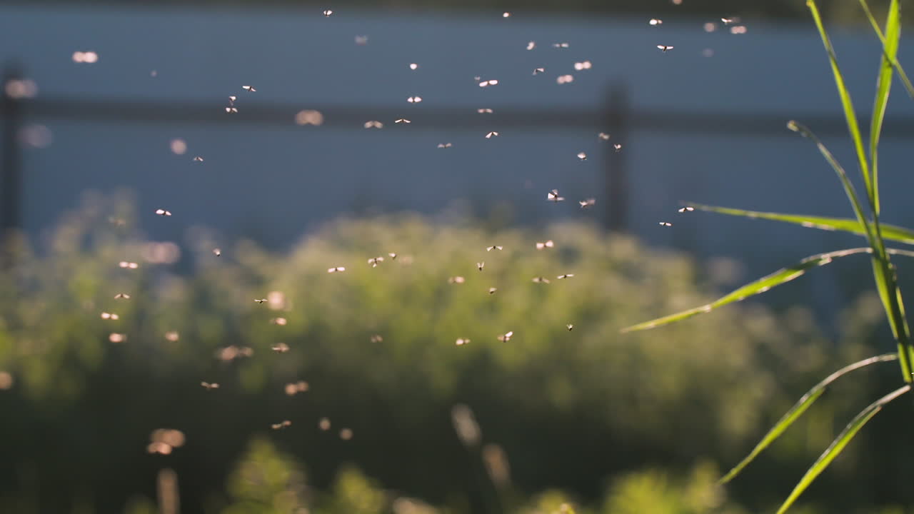 빛 아래 날아다니는 파리