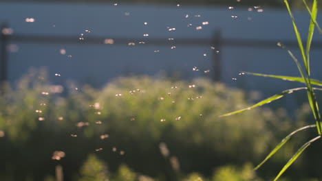 moscas volando a la luz del sol