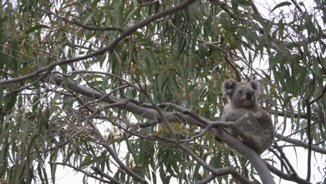 Vollständige-Ansicht-Eines-Großen-Koalas,-Der-Auf-Einem-Ast-Eines-Australischen-Einheimischen-Gummibaums-Sitzt