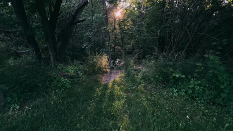 forest path sunlight