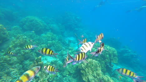 surrounded by abudefduf saxatilis underwater in thailand