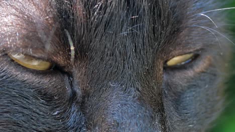 close-up of a black cat's face