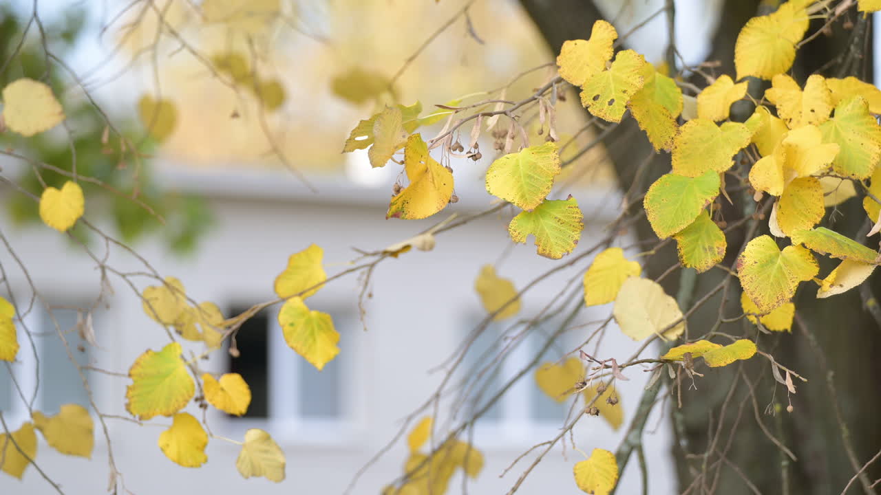 Yellow and green linden leaves in autumn light