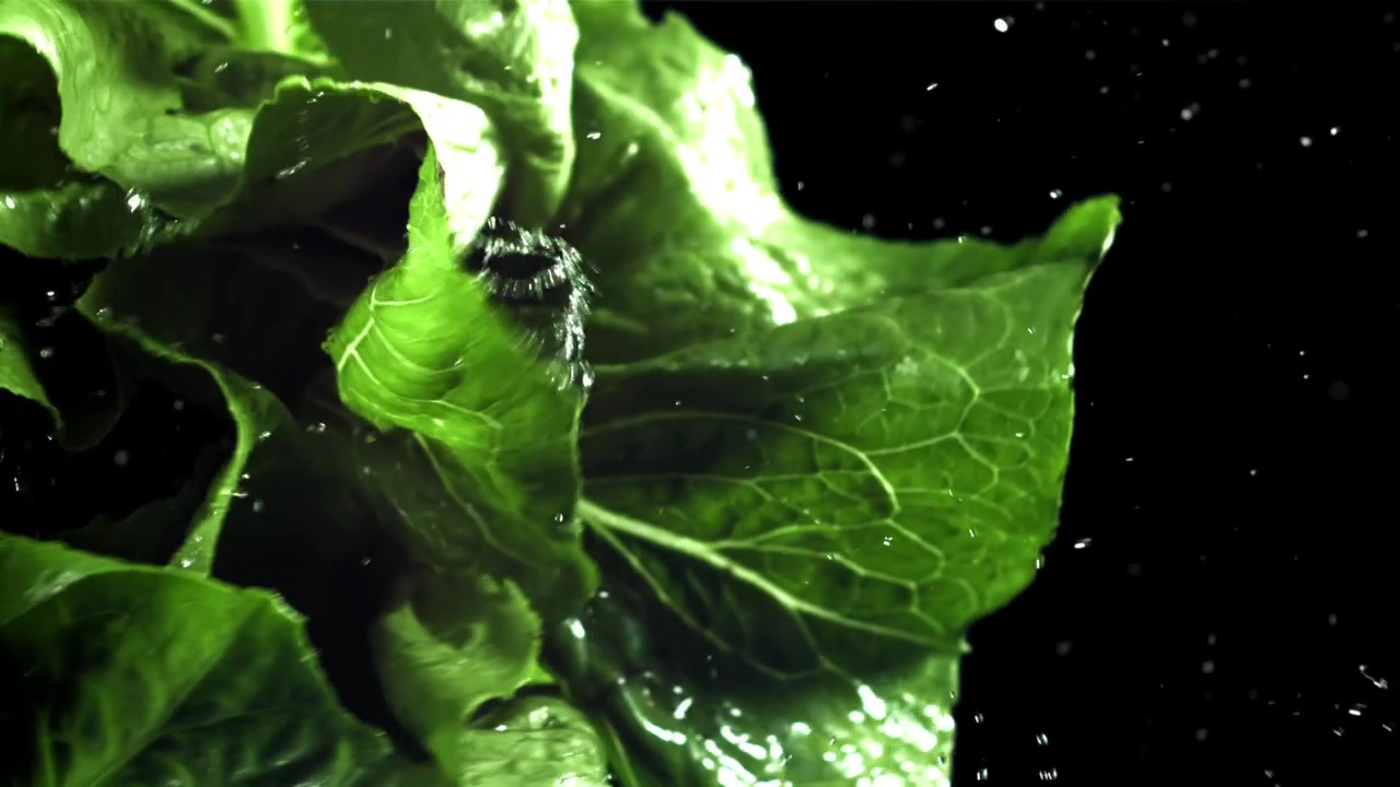 Foglie di lattuga verde fresca con gocce d'acqua al rallentatore