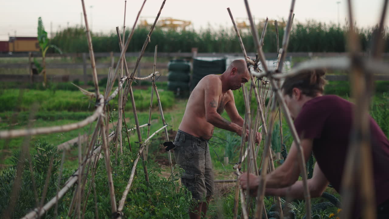 Two Men Tending to Plants in an Outdoor Garden