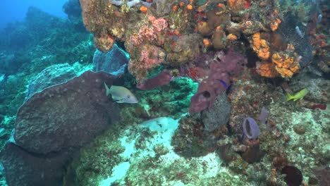 César-Gruñido-Cozumel,-Mar-Caribe,-Méjico