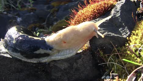 a banana slug slithers along a branch