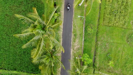 motorbikes ride on asphalt road surrounded by rice fields, top down view