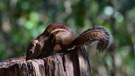 The-Indochinese-Ground-Squirrel-is-commonly-found-in-Thailand-just-about-anywhere-it-can-thrive