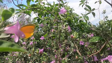 Mariposa-Volando-Entre-La-Hierb