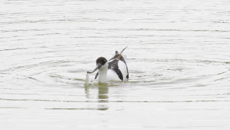 Avocet-wading-seabird-feeding-on-the-marshlands-of-the-lincolnshire-coast-marshlands,-UK