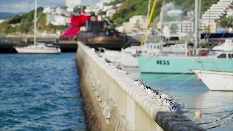 Aves-Marinas-De-Charrán-Reunidas-En-Un-Muro-Del-Puerto-En-Wellington,-Nueva-Zelanda