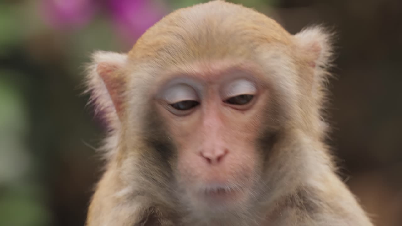 los macacos constituyen un género (macaca) de monos gregarios. los macacos se encuentran en una variedad de hábitats en todo el continente asiático y son altamente adaptables.