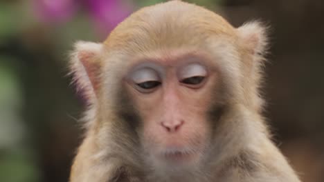 macaques in nature. macaques constitute a genus (macaca) of gregarious monkeys. macaques are found in a variety of habitats throughout the asian continent and are highly adaptable.