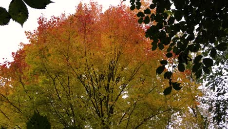 árbol-Dorado-Vibrante-En-Otoño,-Empuje-Hacia-Adentro