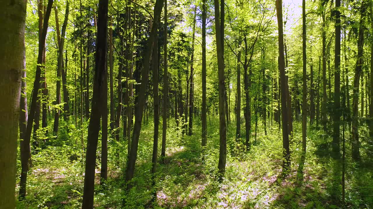 volando entre los árboles en el bosque de primavera.