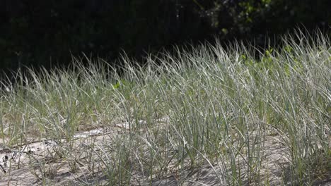 unchanging view of a grassy field in sunlight