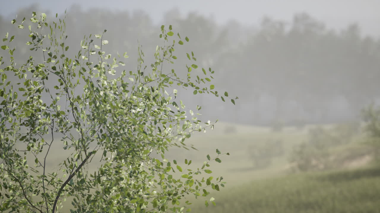 Foggy morning landscape with lush greenery in a tranquil setting